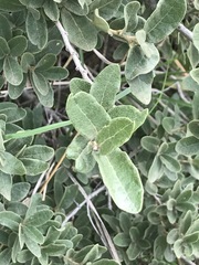 Quercus striatula