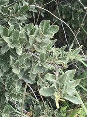 Quercus striatula