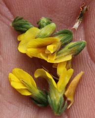 Aspalathus ericifolia ericifolia