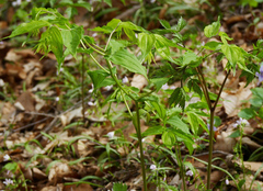 Prosartes lanuginosa