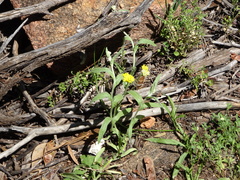 Rhodanthe tietkensii