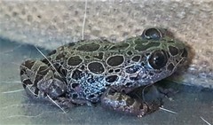 Hylambates maculatus