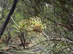 Hakea lorea lorea
