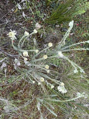 Pimelea octophylla