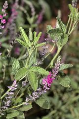 Cullen australasicum