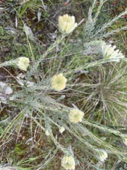 Pimelea octophylla