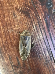 Lethocerus patruelis