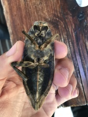 Lethocerus patruelis