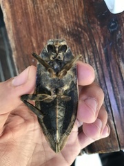 Lethocerus patruelis