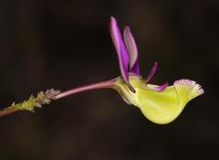 Polygala peduncularis