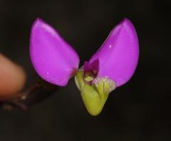 Polygala peduncularis
