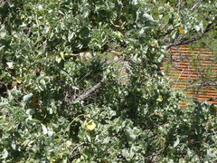 Atriplex nummularia nummularia