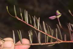Polygala peduncularis