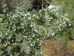 Atriplex nummularia nummularia