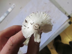 Lepiota ignivolvata