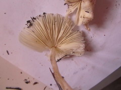 Lepiota ignivolvata