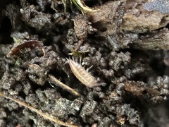 Trichoniscus pusillus