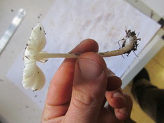 Lepiota ignivolvata