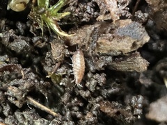 Trichoniscus pusillus