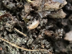 Trichoniscus pusillus