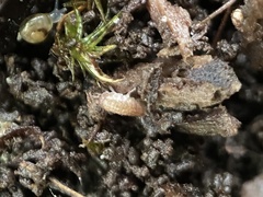 Trichoniscus pusillus