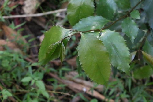 Image of Daphnandra apatela by (c) Greg Tasney, some rights reserved (CC BY-SA)