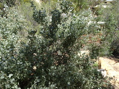 Atriplex nummularia nummularia