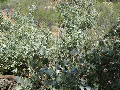Atriplex nummularia nummularia
