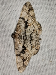 Peribatodes umbraria