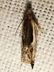 Ancylis apicella