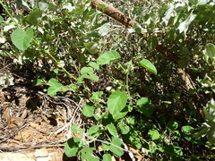 Abutilon leucopetalum
