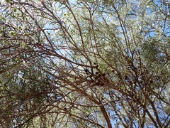 Melaleuca glomerata