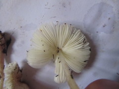 Lepiota ignivolvata