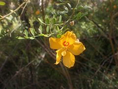 Petalostylis labicheoides