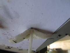 Lepiota ignivolvata