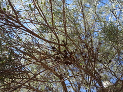 Melaleuca glomerata