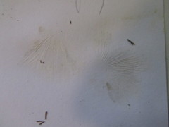 Lepiota ignivolvata