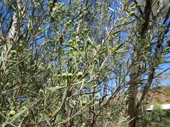 Melaleuca glomerata