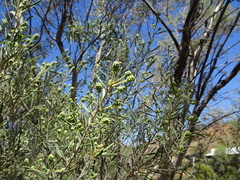 Melaleuca glomerata