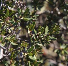 Diospyros lycioides lycioides