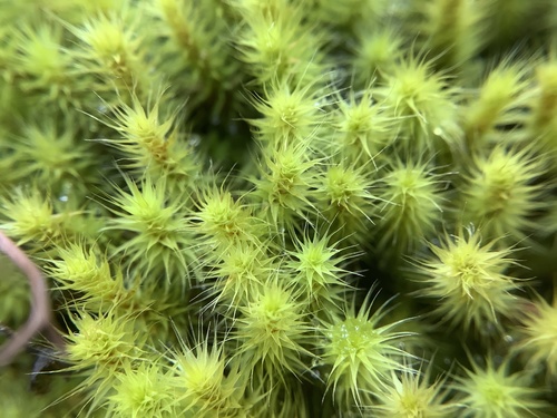 Breutelia affinis