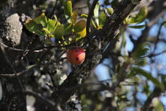 Diospyros lycioides lycioides