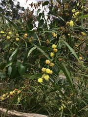 Acacia leprosa
