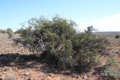 Diospyros lycioides lycioides