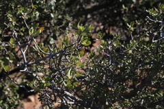 Diospyros lycioides lycioides
