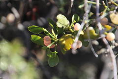 Diospyros lycioides lycioides