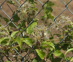 Clematis vitalba