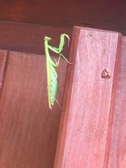 Mantis religiosa