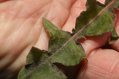 Podosphaera erigerontis-canadensis