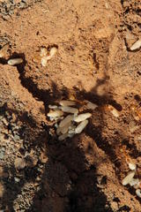 Camponotus cuneiscapus